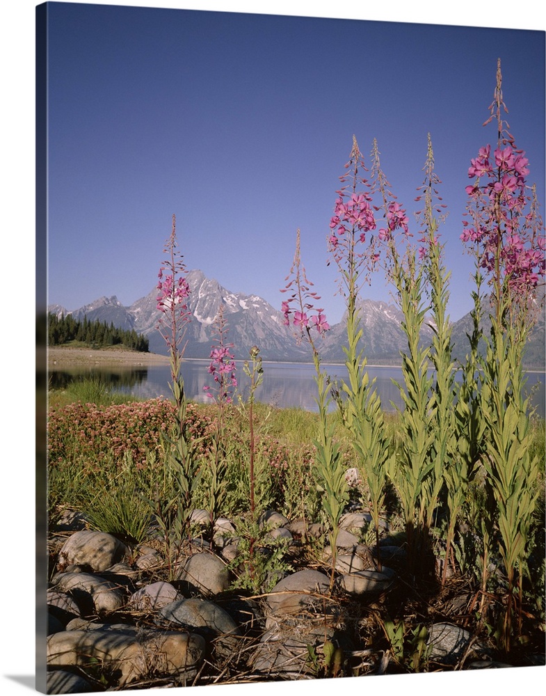Wild flowers, Jackson Lake, Grand Teton National Park, Wyoming