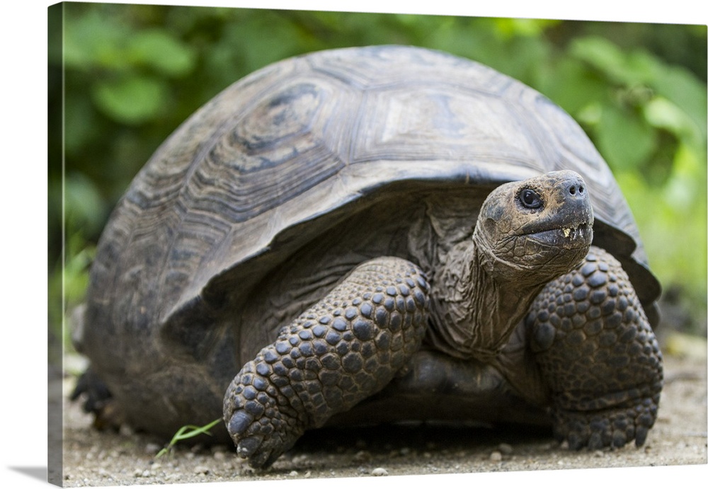 Wild Galapagos giant tortoise (Geochelone elephantopus) at Urbina Bay, Isabela Island, Galapagos Islands, UNESCO World Her...
