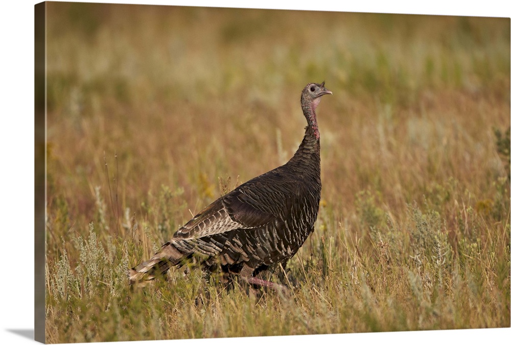 Wild turkey, Custer State Park, South Dakota, USA