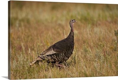 Wild turkey, Custer State Park, South Dakota, USA