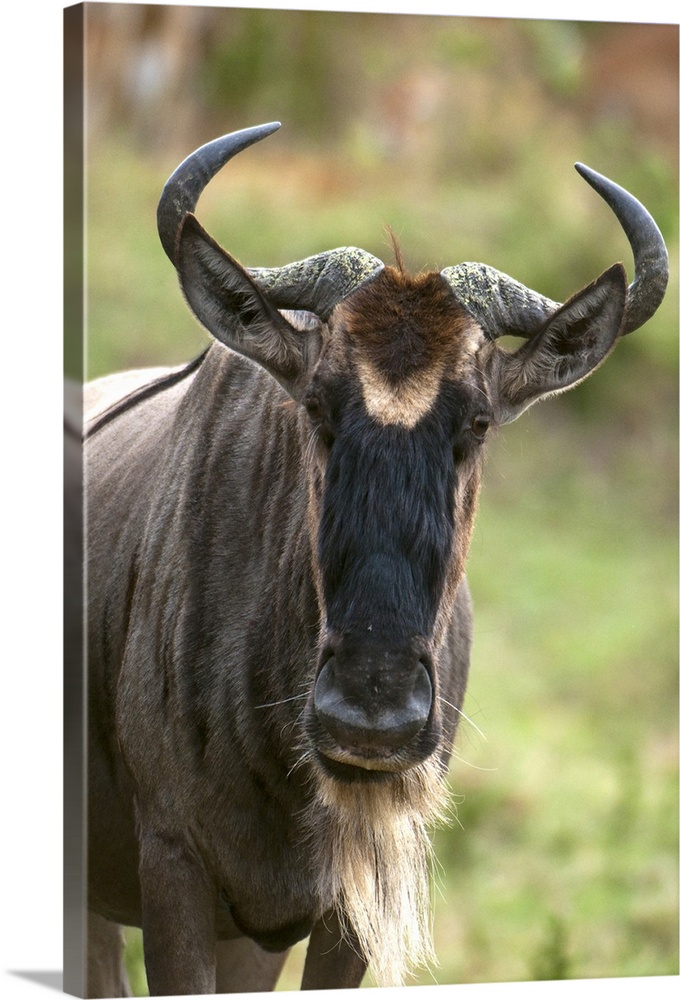 Wildebeest, Masai Mara, Kenya, East Africa, Africa