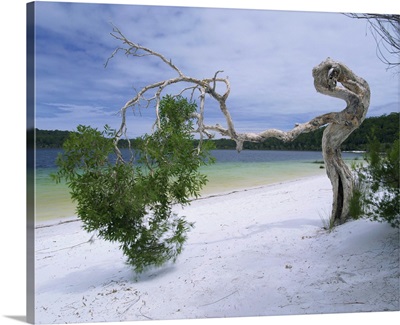 Wind blown tree on beach of Lake Birrabee, Fraser Island, Queensland, Australia