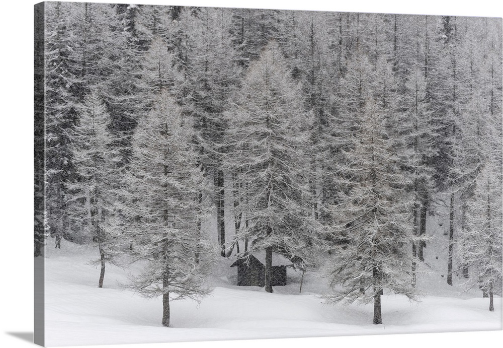 Winter snow in Italian Alps, with Mountain of Ponte di Legno in Brescia province, Lombardy, Italy, Europe