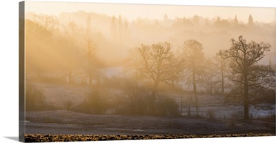 Winter trees in misty panorama, Surrey, England