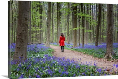 Woman in red coat walking through bluebell woods, Hallerbos, Belgium