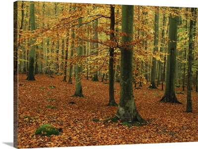 Woodland of beech trees in autumn in the Forest of Compiegne in Picardie, France