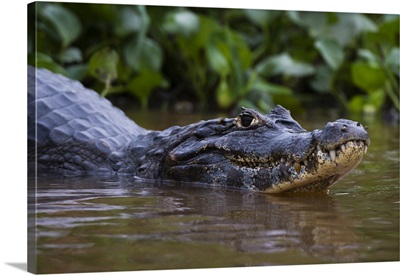Yacare caiman, Pantanal, Mato Grosso, Brazil