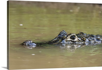 Yacare caiman, Rio Negrinho, Pantanal, Mato Grosso, Brazil