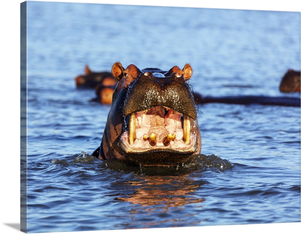 Yawning hippo (Hippopotamus amphibius), Isimangaliso Greater St. Lucia Wetland Park, UNESCO World Heritage Site, Kwazulu-N...