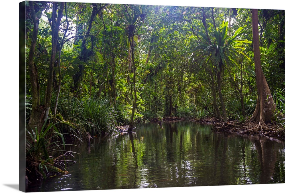 Yela Ka forest conservation area of ka trees (Terminalia carolinensis) in the Yela Valley, Kosrae, Federated States of Mic...