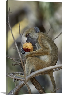 Yellow baboon juvenile eating a duom palm fruit, Selous Game Reserve, Tanzania