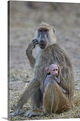 Yellow baboon mother and days-old infant, Ruaha National Park, Tanzania
