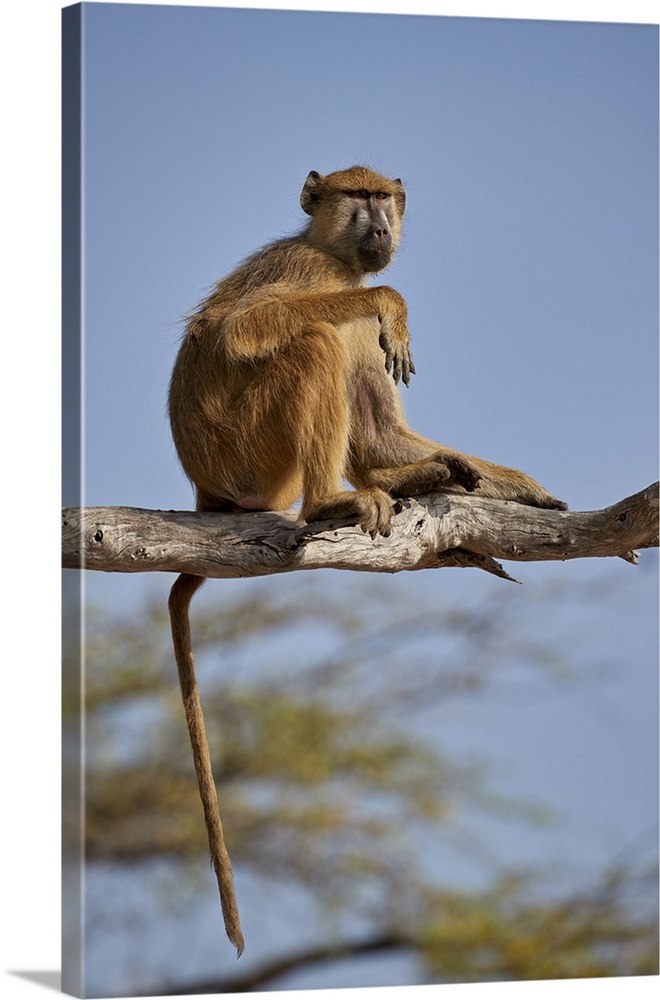 Yellow baboon, Selous Game Reserve, Tanzania