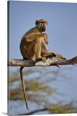 Yellow baboon, Selous Game Reserve, Tanzania
