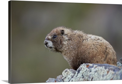 Yellow-bellied marmot, San Juan National Forest, Colorado