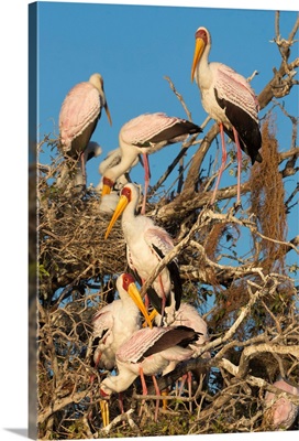 Yellow-billed storkat nesting colony, Chobe River, Botswana