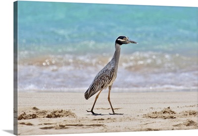 Yellow Crowned Night Heron, Bermuda, Atlantic