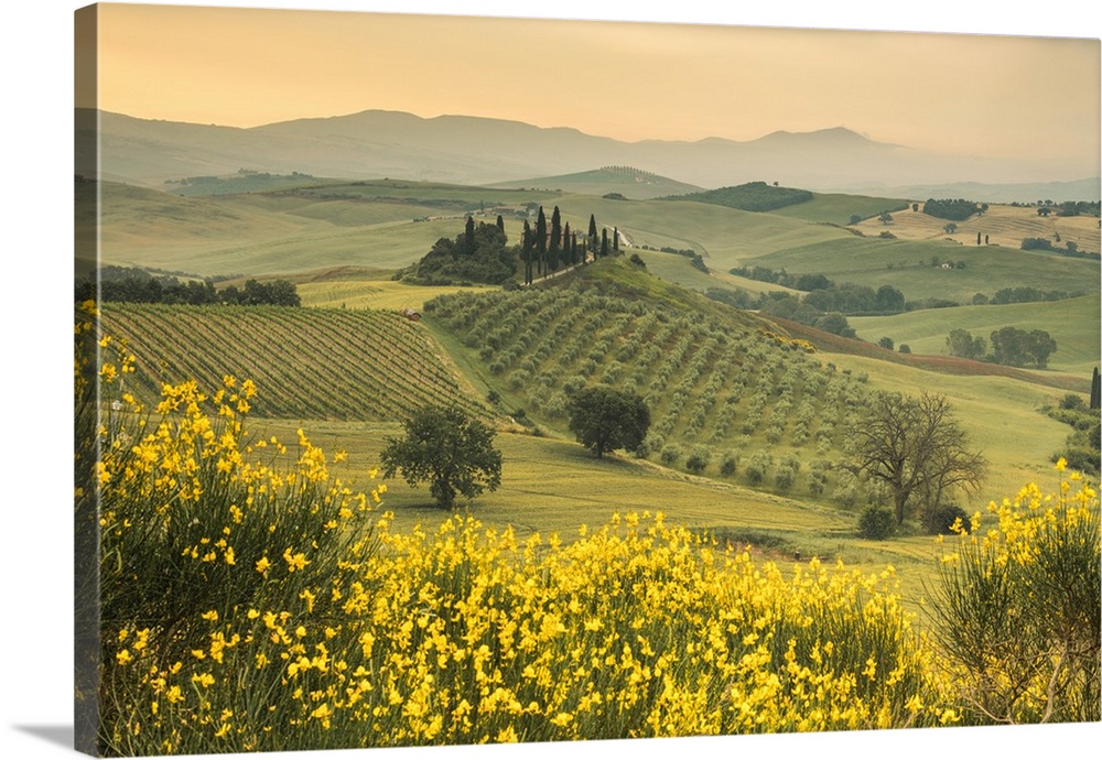 Yellow flowers frame the gentle green hills of Val d'Orcia at dawn, Province of Siena, Tuscany, Italy
