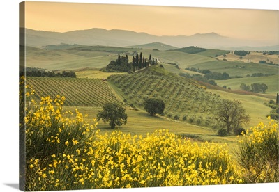 Yellow flowers frame the gentle green hills of Val d'Orcia at dawn, Tuscany, Italy
