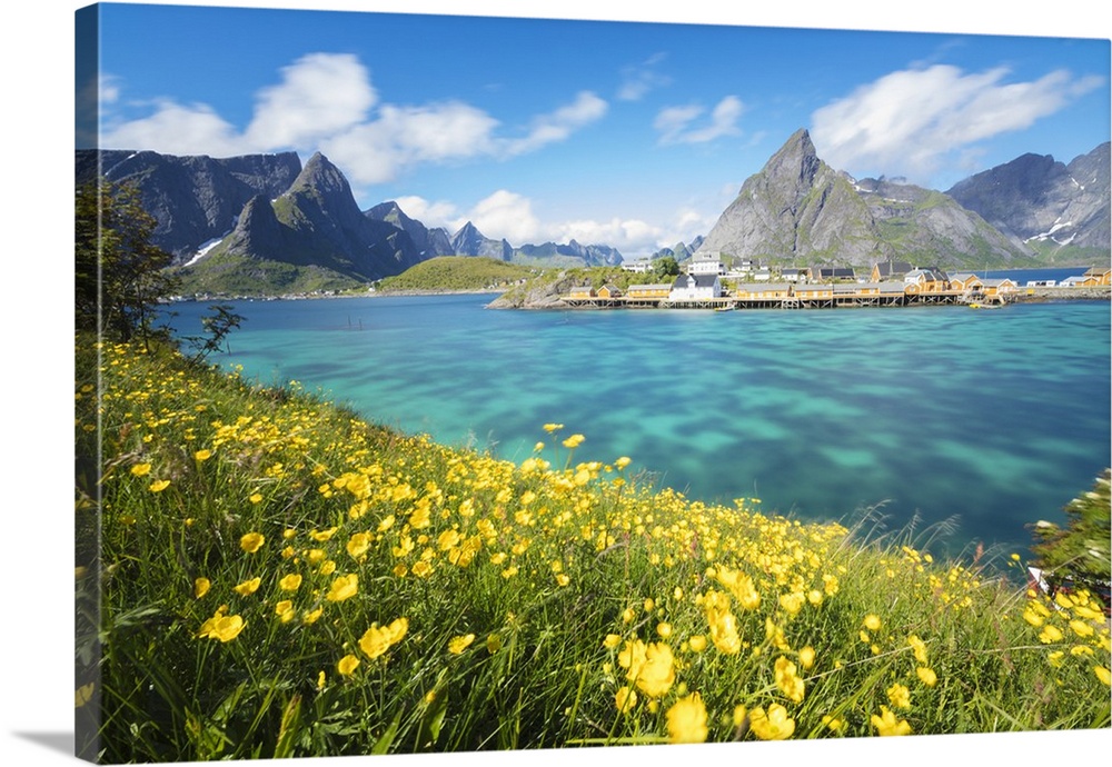 Yellow flowers in bloom beside the turquoise sea and the fishing village of Sakrisoy, Reine, Moskenesoya, Lofoten Islands,...