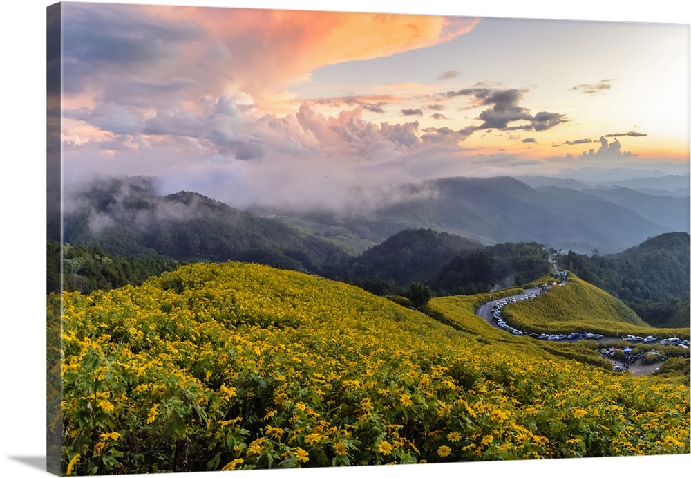 Dramatic sunset and fields of yellow Mexican sunflowers in bloom across hillsides in Mae Hong Son Province, Northern Thail...