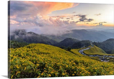 Yellow Mexican Sunflowers In Bloom In Mae Hong Son Province, Northern Thailand