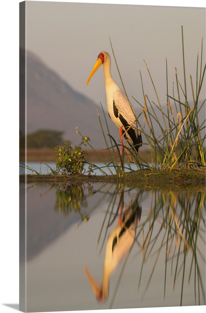 Yellowbilled stork (Mycteria ibis), Zimanga private game reserve, KwaZulu-Natal, South Africa, Africa