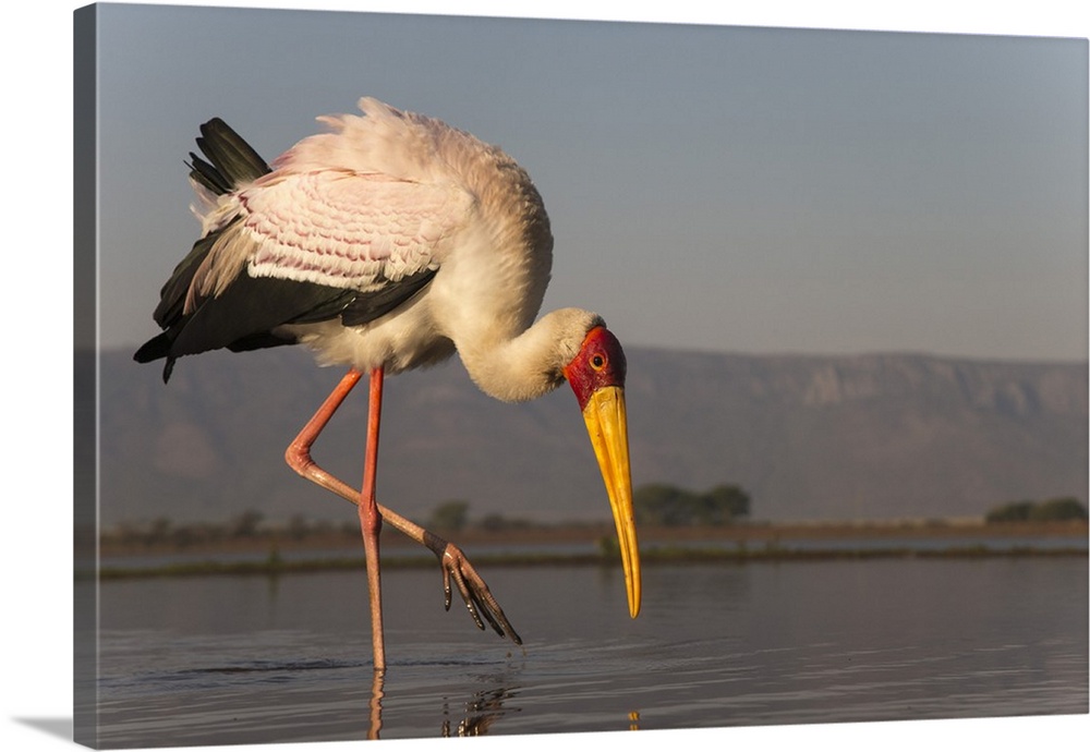 Yellowbilled stork (Mycteria ibis), Zimanga private game reserve, KwaZulu-Natal, South Africa, Africa
