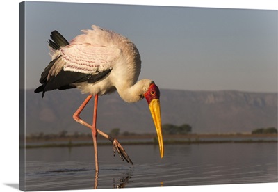 Yellowbilled storkZimanga private game reserve, KwaZulu-Natal, South Africa
