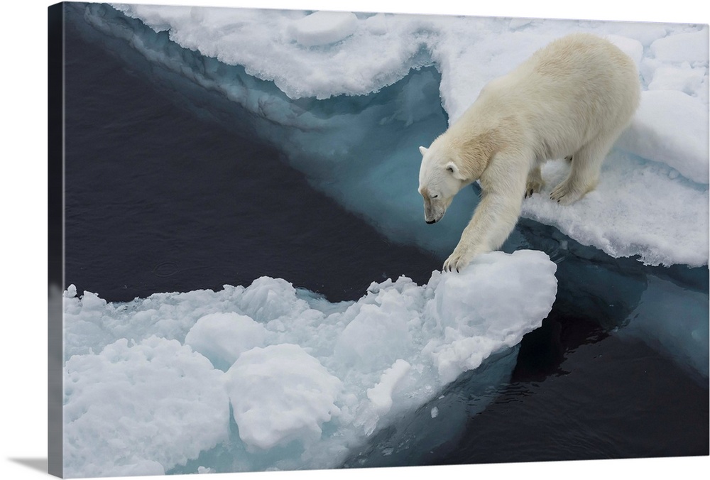 Young adult polar bear (Ursus maritimus) on ice in Hinlopen Strait, Svalbard, Norway, Scandinavia, Europe