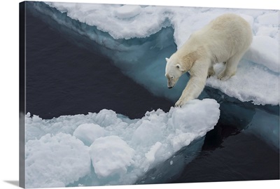 Young Adult Polar Bear On Ice In Hinlopen Strait, Svalbard, Norway