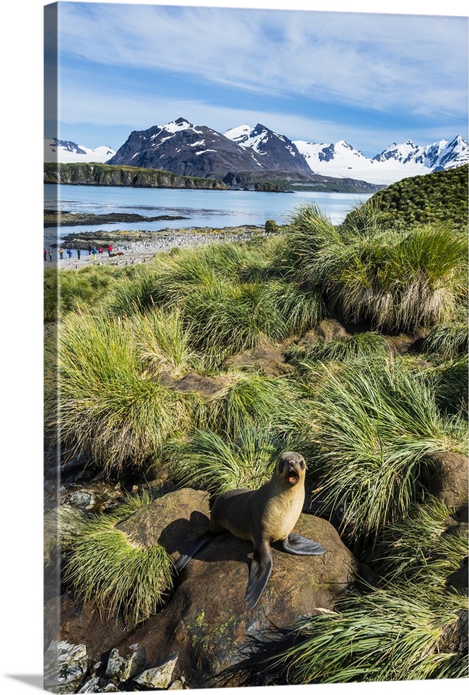Young Antarctic fur seal (Arctocephalus gazella), Prion Island, South Georgia, Antarctica, Polar Regions