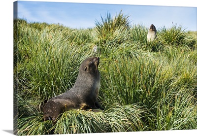 Young Antarctic fur seal Prion Island, South Georgia, Antarctica