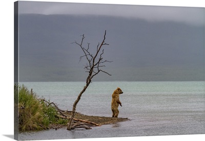 Young Brown Bear Looking For Salmon, Brooks River, Katmai National Park, Alaska