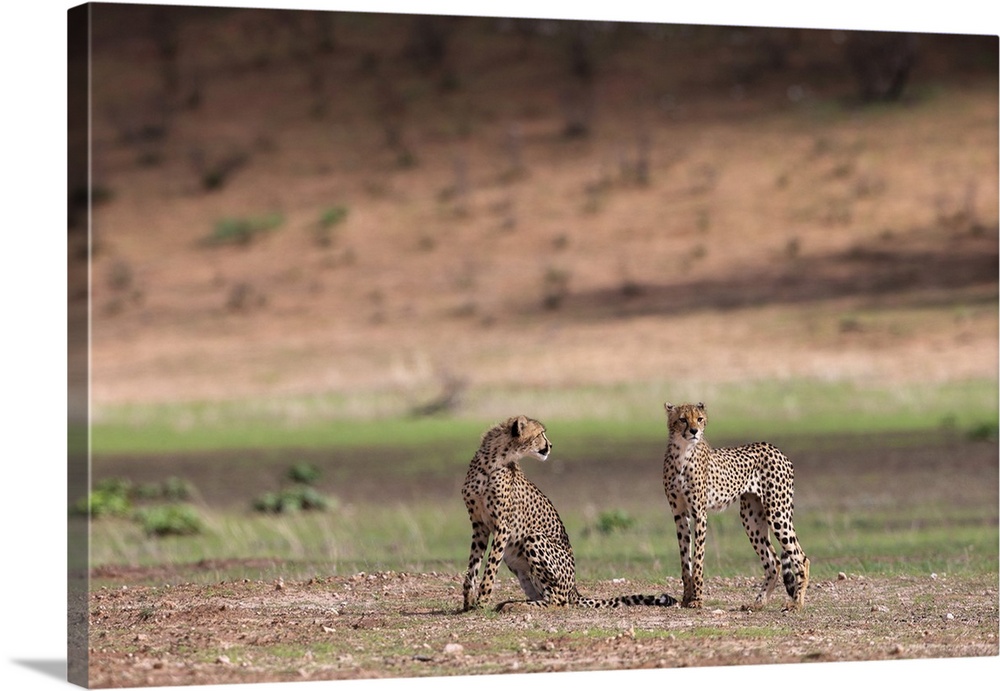 Young cheetah (Acinonyx jubatus), Kgalagadi Transfrontier Park, Northern Cape, South Africa, Africa