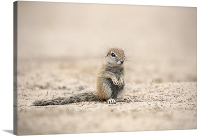 Young Ground Squirrel, Kgalagadi Transfrontier Park, Northern Cape, South Africa
