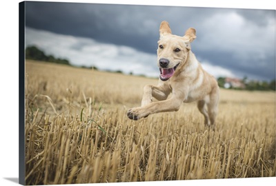 Young Labrador running through a field of wheat, United Kingdom, Europe