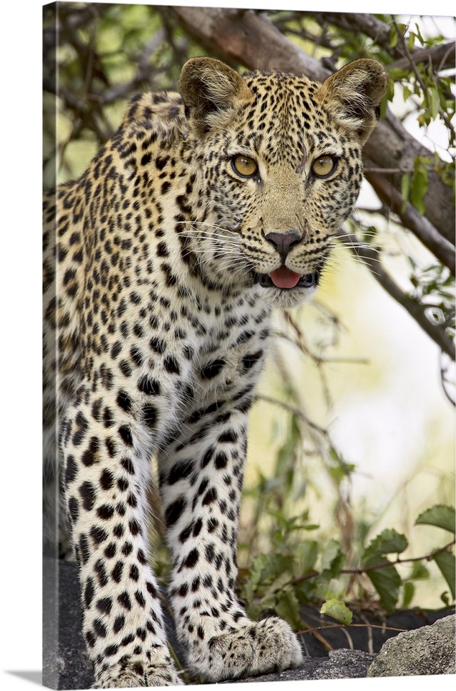 Young leopard, Kruger National Park, Africa
