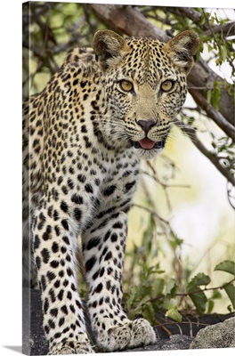 Young leopard, Kruger National Park, Africa