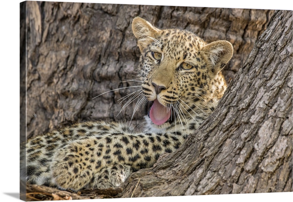Young leopard (Panthera pardus), yawning in a tree, South Luangwa National Park, Zambia, Africa