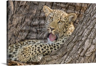 Young Leopard Yawning In A Tree, South Luangwa National Park, Zambia