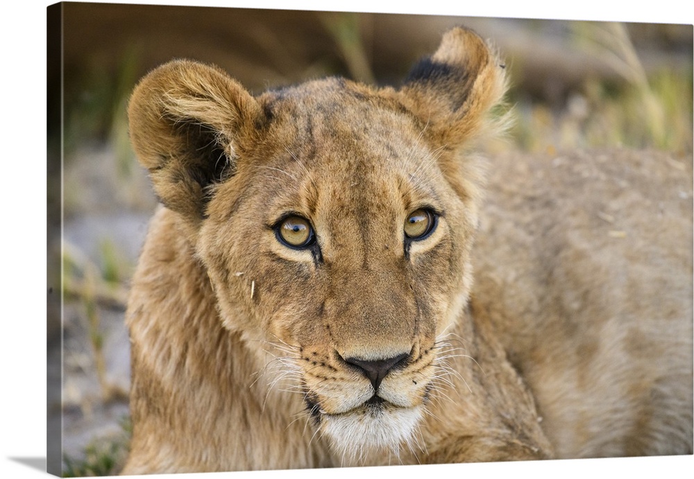 Young Lion cub (Panthera leo), about 6 months old, Khwai Private Reserve, Okavango Delta, Botswana, Africa