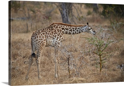 Young Masai giraffe feeding, Selous Game Reserve, Tanzania