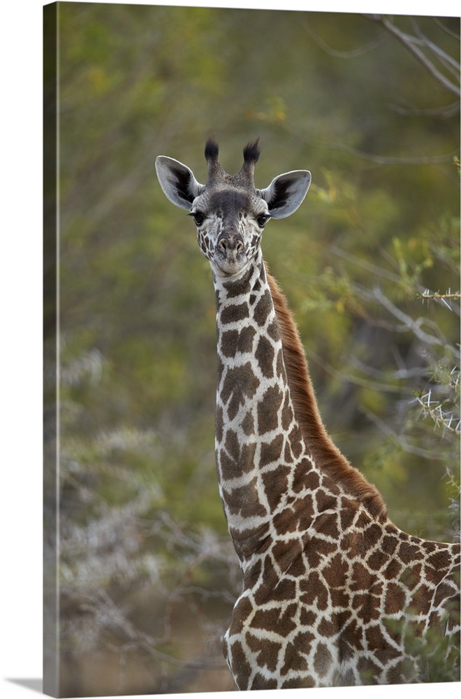 Young Masai giraffe, Selous Game Reserve, Tanzania
