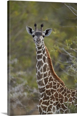 Young Masai giraffe, Selous Game Reserve, Tanzania