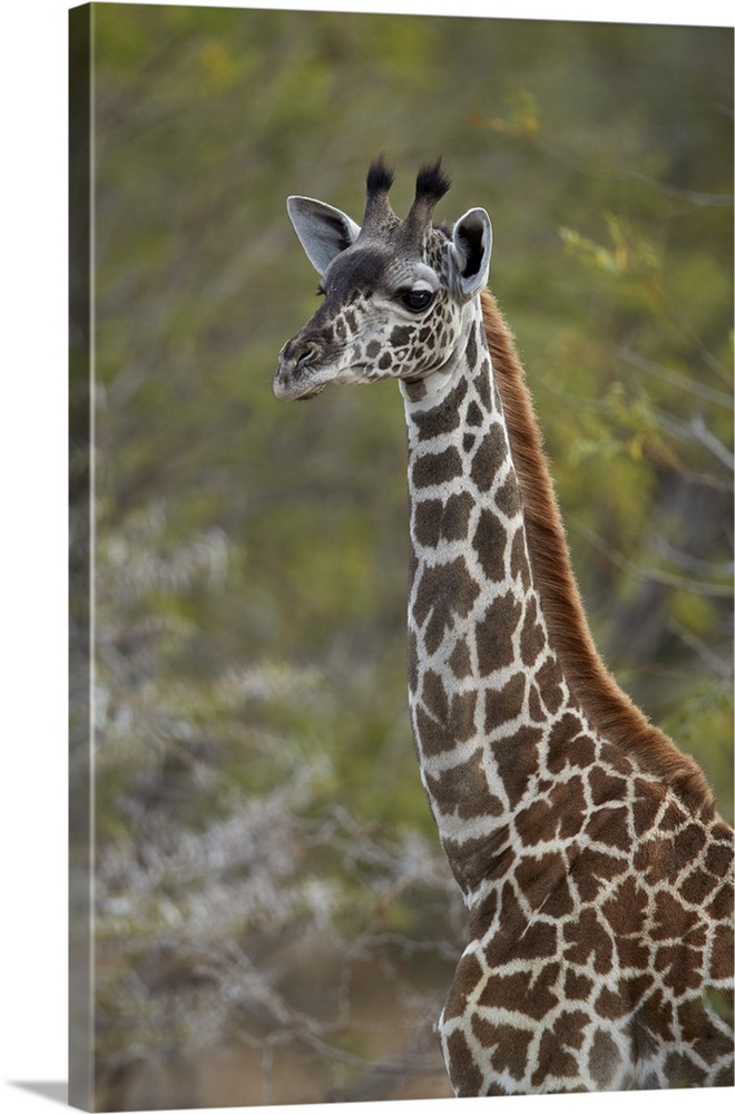 Young Masai giraffe, Selous Game Reserve, Tanzania