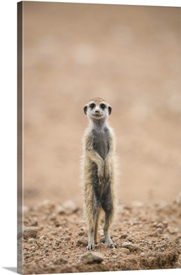 Young Meerkat At Burrow, Kgalagadi Transfrontier Park, Northern Cape, South Africa