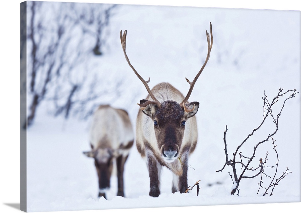 Young reindeer (Rangifer tarandus) grazing, Kvaloya Island, Troms, North Norway, Scandinavia, Europe