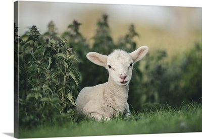 Young Spring Lamb Lying In A Field, Oxfordshire, England, UK