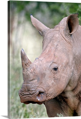 Young white rhinoceros, Kruger National Park, South Africa, Africa